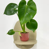 Mini Swiss Cheese Plant & Pot
