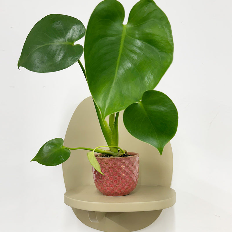 Mini Swiss Cheese Plant & Pot