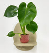 Mini Swiss Cheese Plant & Pot