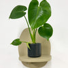 Mini Swiss Cheese Plant & Pot