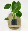 Mini Swiss Cheese Plant & Pot