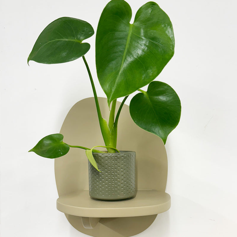 Mini Swiss Cheese Plant & Pot