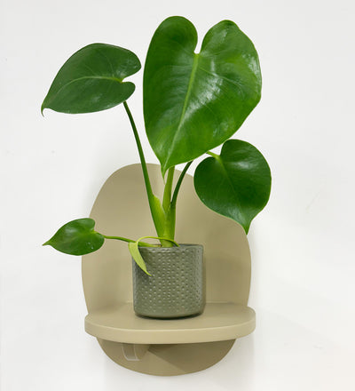 Mini Swiss Cheese Plant & Pot