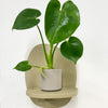 Mini Swiss Cheese Plant & Pot