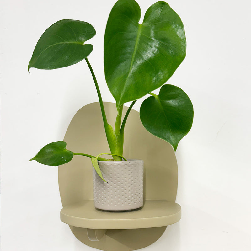 Mini Swiss Cheese Plant & Pot
