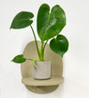 Mini Swiss Cheese Plant & Pot