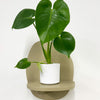 Mini Swiss Cheese Plant & Pot