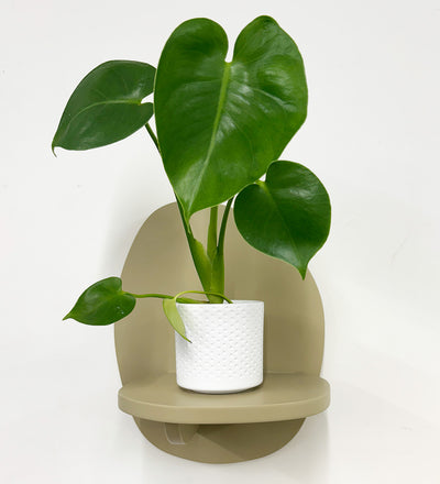 Mini Swiss Cheese Plant & Pot