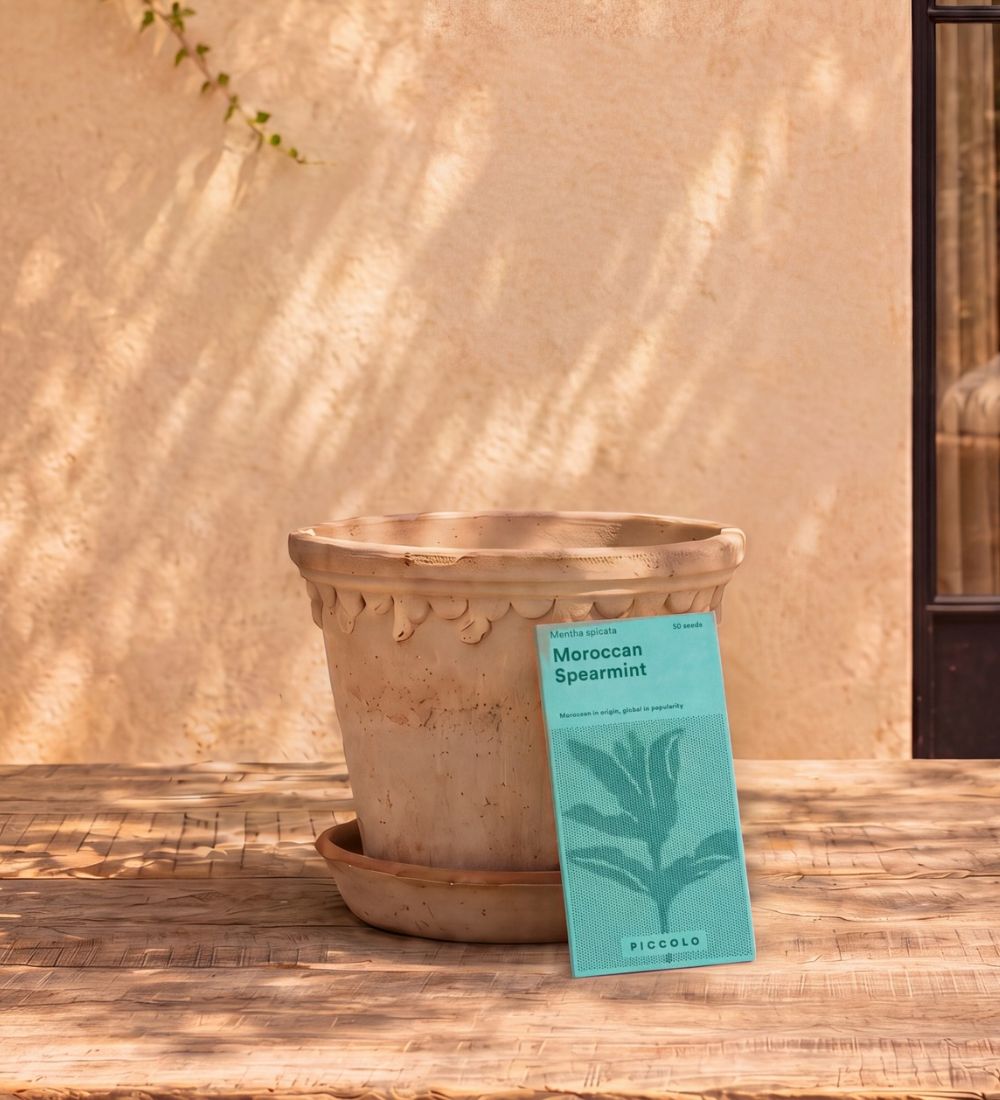 Piccolo Moroccan Spearmint Seeds