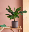 Musa