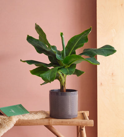 Musa