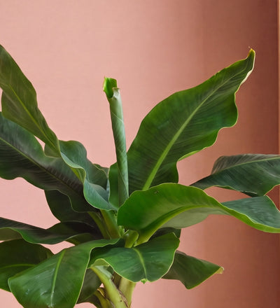 Musa