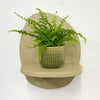 Mini Boston Fern & Pot