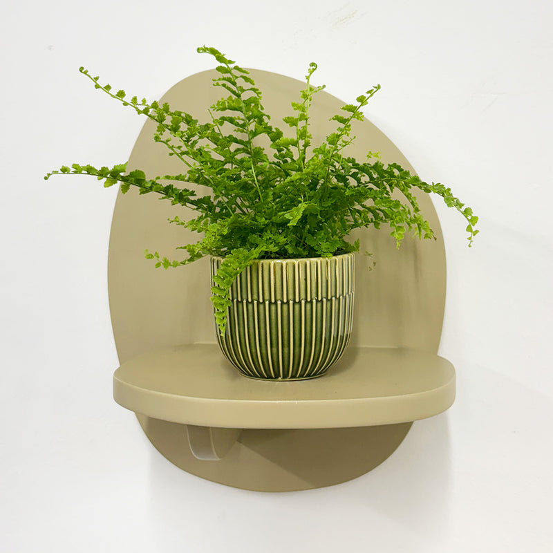 Mini Boston Fern & Pot