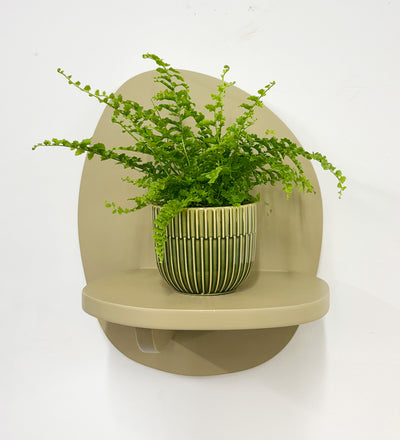 Mini Boston Fern & Pot