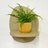 Mini Boston Fern & Pot