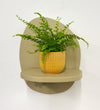 Mini Boston Fern & Pot