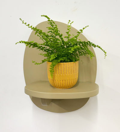 Mini Boston Fern & Pot