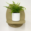 Mini Boston Fern & Pot