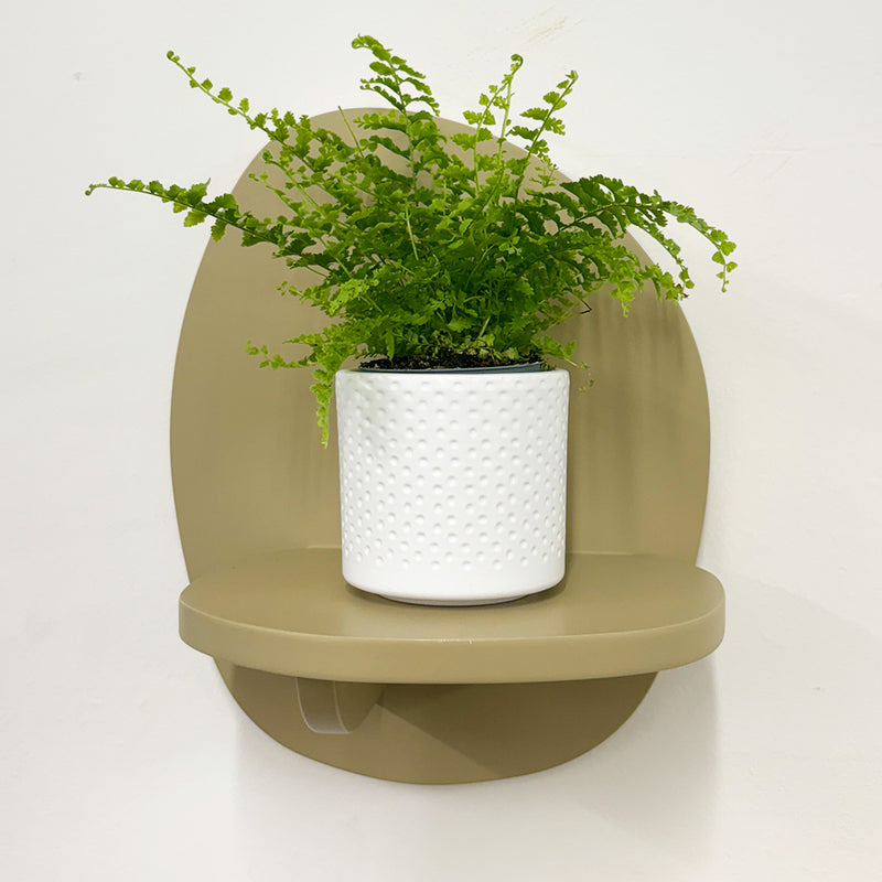 Mini Boston Fern & Pot