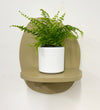 Mini Boston Fern & Pot