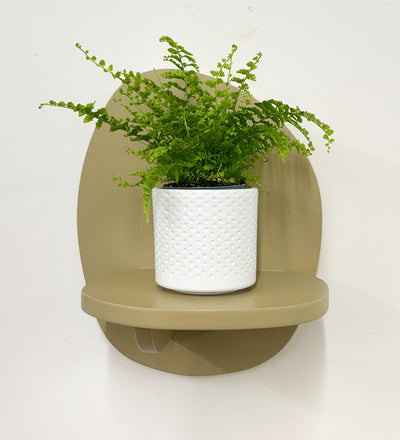 Mini Boston Fern & Pot