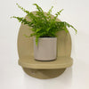 Mini Boston Fern & Pot