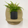 Mini Boston Fern & Pot