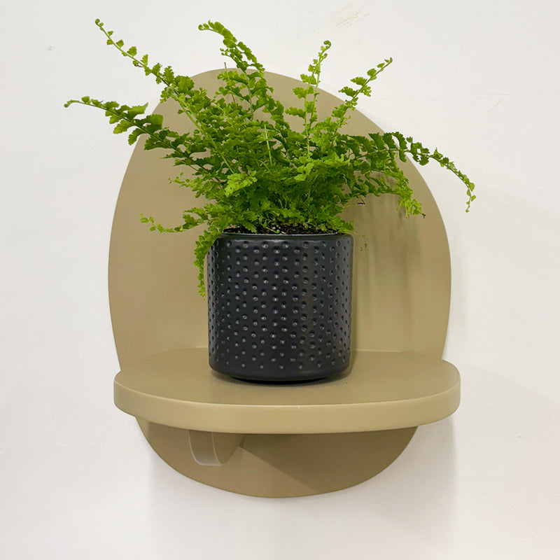 Mini Boston Fern & Pot