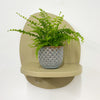 Mini Boston Fern & Pot