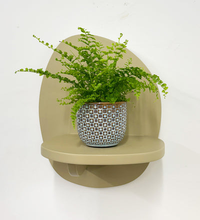 Mini Boston Fern & Pot