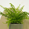 Mini Boston Fern & Pot