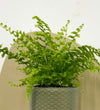 Mini Boston Fern & Pot