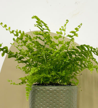 Mini Boston Fern & Pot