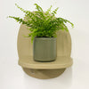 Mini Boston Fern & Pot