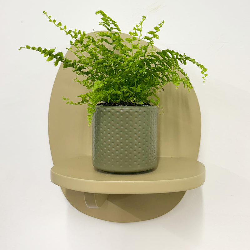 Mini Boston Fern & Pot