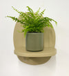 Mini Boston Fern & Pot