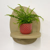 Mini Boston Fern & Pot