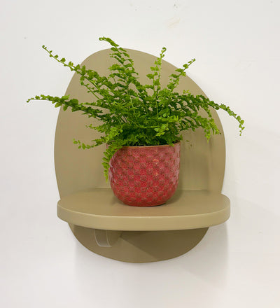 Mini Boston Fern & Pot
