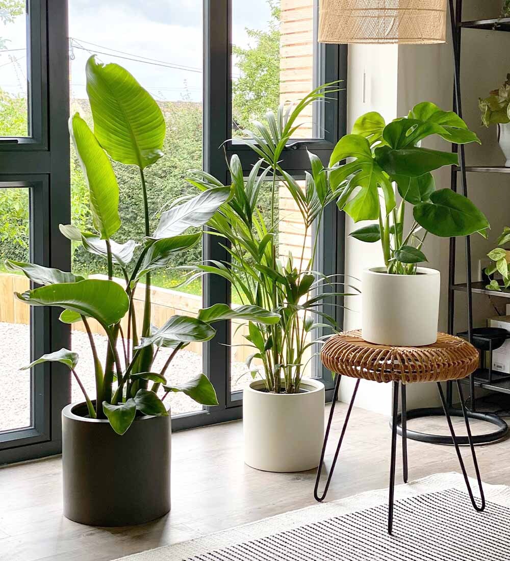 Large Plants Sale | Bold Indoor Plants at Discounted Prices