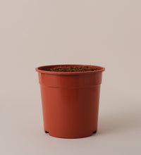 Nursery Pot Image
