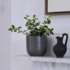 Hanging Goldfish Plant