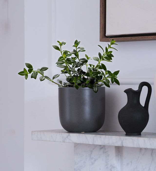 Hanging Goldfish Plant