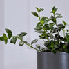 Hanging Goldfish Plant