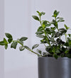 Hanging Goldfish Plant