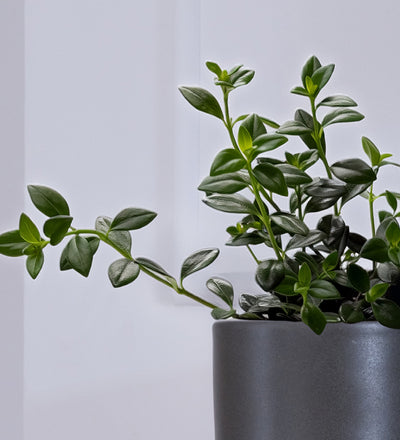 Hanging Goldfish Plant
