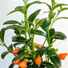 Hanging Goldfish Plant