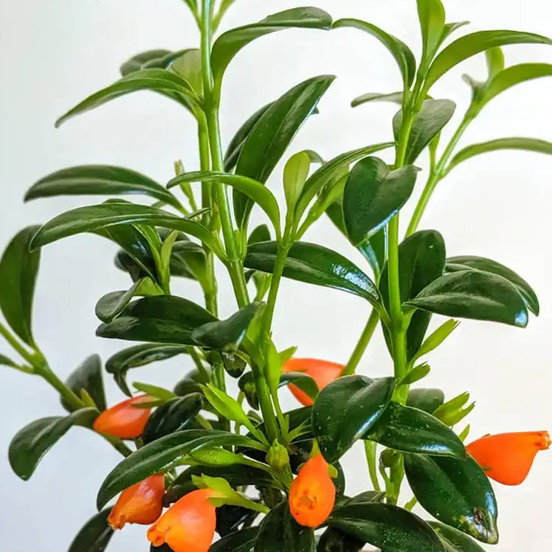 Hanging Goldfish Plant