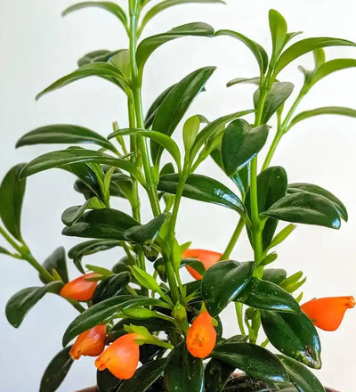 Hanging Goldfish Plant