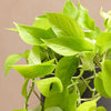 Hanging Neon Pothos